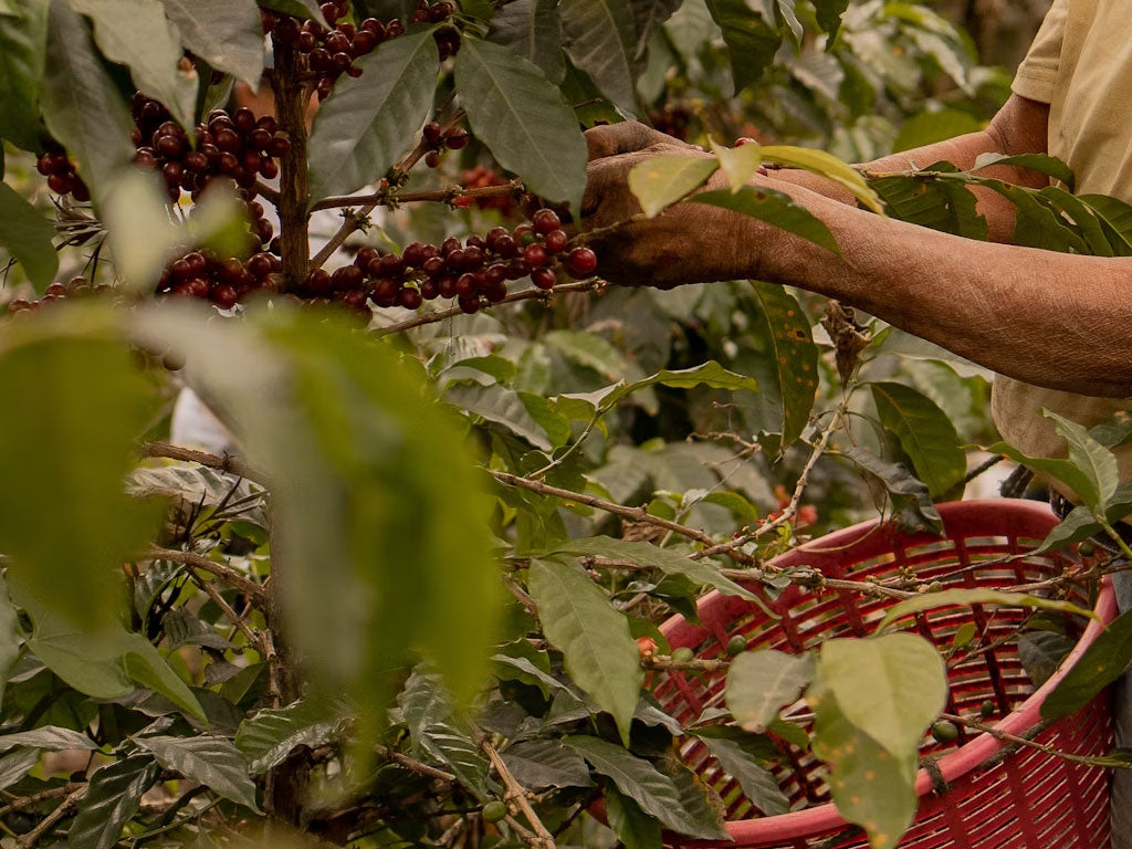 Fair Trade Coffee: Supporting Farmers One Cup at a Time